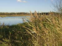 NL, Limburg, Nederweert, Laarderheide 5, Saxifraga-Jan van der Straaten